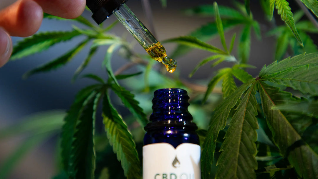 CBD-Öl tropft aus Pipette in Flasche