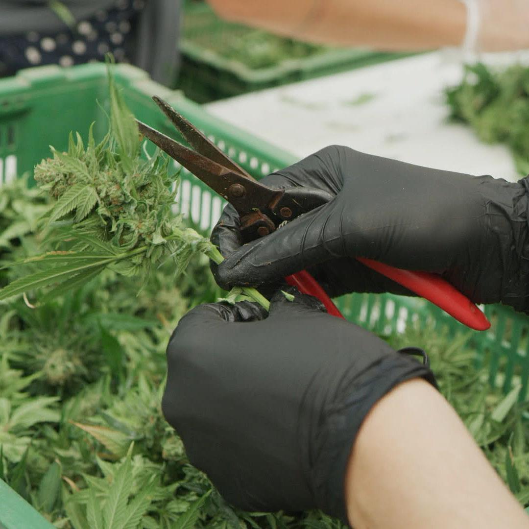 Hände mit Schere und CBD-Blüte