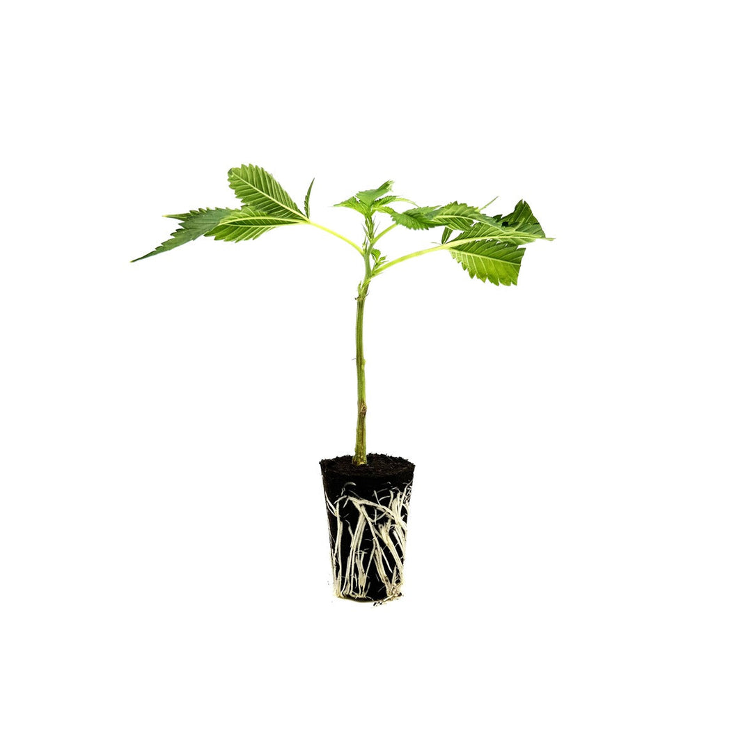 Premium CBD-Stecklinge
