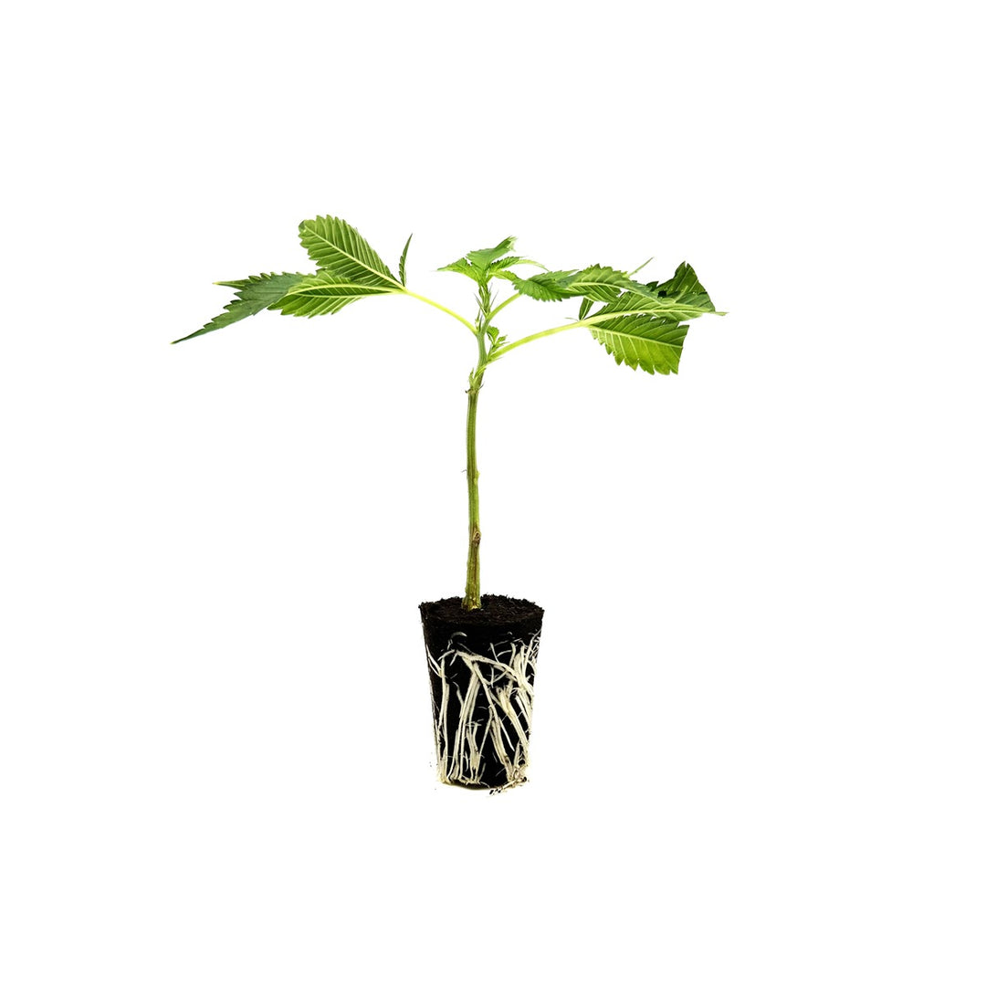 CBD Steckling