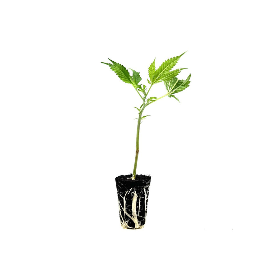 CBD Stecklinge