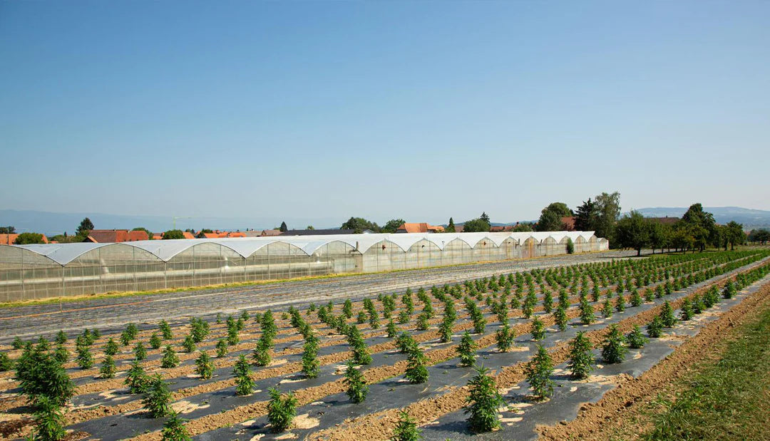 CBD Anbau von Swissextract Freigelände und Gewächshaus